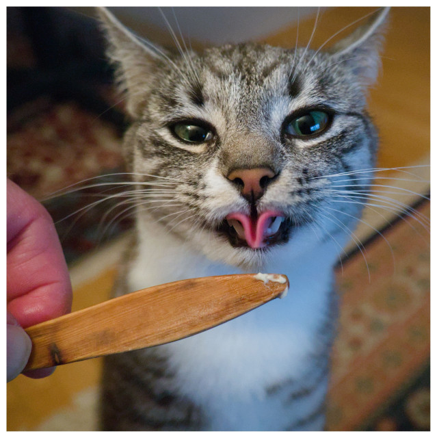 A cat eating butter from a knife with a curled tounge, like a V.