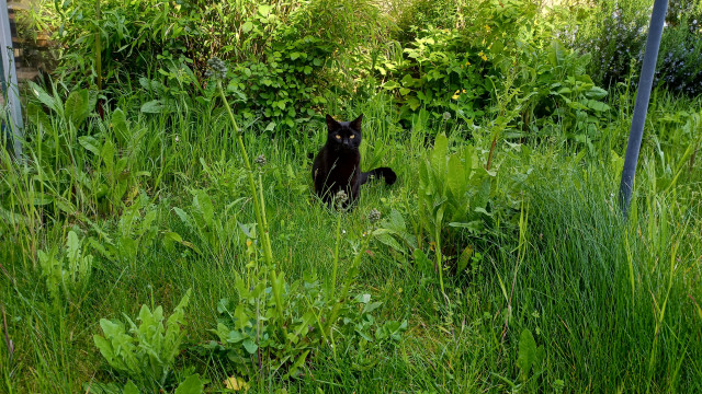 A cat sitting in tall grass and wild flowers.