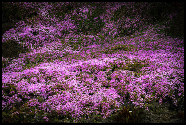 A carpet of pink flowering plants covers a cliff. Densely packed, conforming to the irregular shape of the rocky and sandy cliff. 

Taken last Sunday on an afternoon hike with Jeri Dansky and my husband Chris.