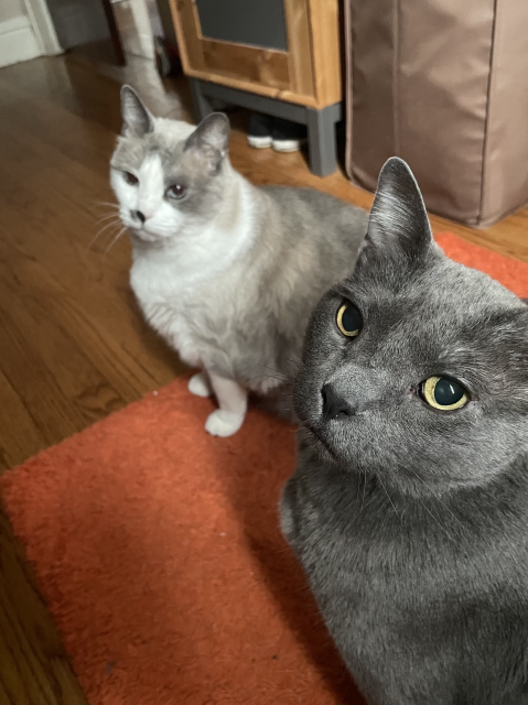 Grey cat with yellow eyes and grey and white cat with blue eyes looking into the camera like two starving urchins. 