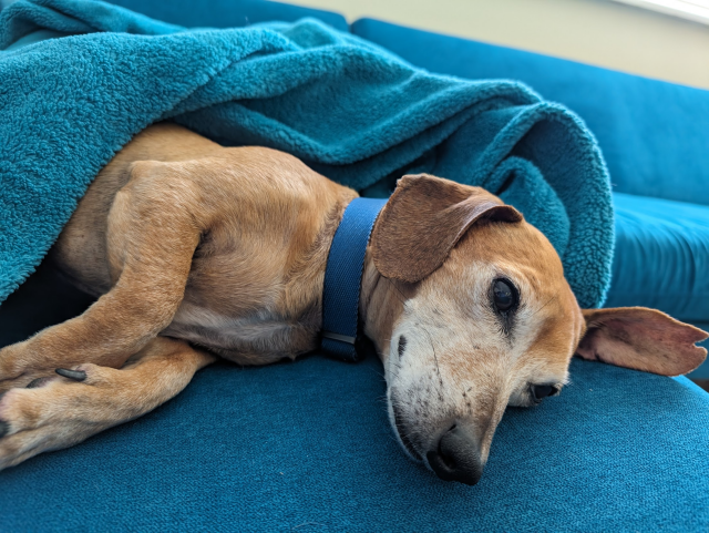 Dachshund mix is lying on his side on a couch, back half covered by a blanket. The ear he's lying on is pushed upwards in a weird salute, other ear is down flat. He looks relaxed but also world-weary