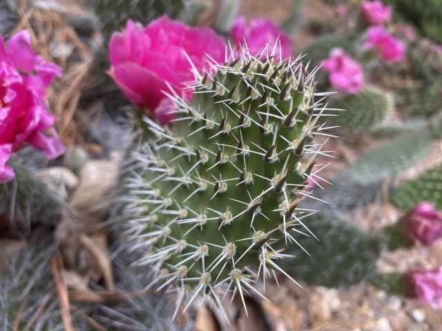 Close-up of a green cactus with sharp white spines and bright pink flowers blooming around it.