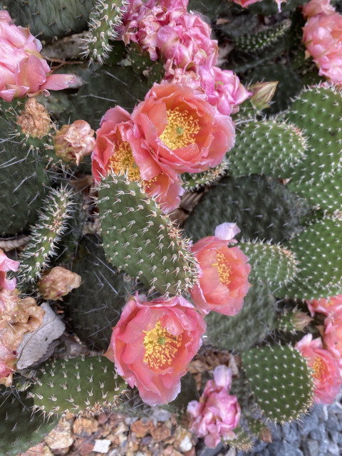 Prickly pear cactus with vibrant pink blossoms and yellow centers amidst spiny green pads.