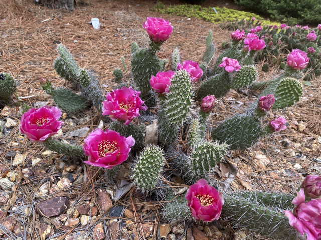A cluster of cacti with vibrant pink flowers growing in a garden bed covered in pine needles and rocks.