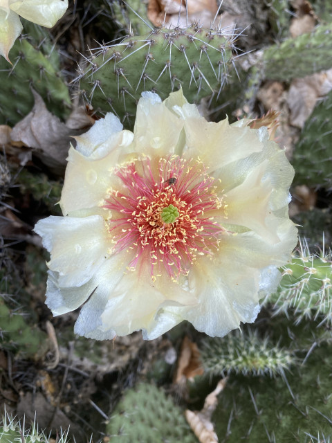 Close-up of a blooming cactus flower with yellow petals and a pink center surrounded by spiky green cactus pads.