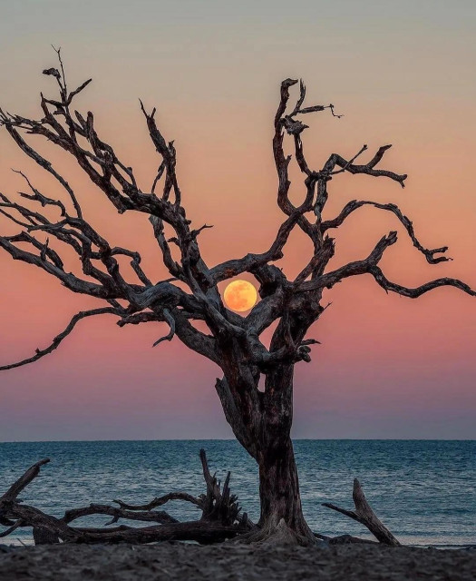 Photography. A color photo of a gnarled tree in front of a breathtaking sunrise. (IT'S a Moon!!!).An orange full moon (blood moon) appears between the branches as if the tree has captured and embraced it. On the ground, more driftwood lies on the dark ground. The blue sea forms the background, surrounded by a purple sky that fades into a blue-grey in pink and orange tones.
Info: Driftwood Beach is characterized by a spectacular driftwood landscape. It resembles a surreal tree graveyard, which is often used by photographers as a backdrop for dramatic sunrises or sunsets.
Photoinfo:  Blood moon on 21.01.2019. Shot with Nikon D850 and AF-S Nikkor 70-200mm f/2.8E FL ED VR lens. It was shot at 1/40 sec at f/10, ISO 64, 140mm on a tripod.