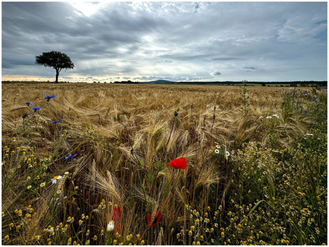 A vast wheat field under a cloudy sky with a single tree on the horizon; various wildflowers, including red poppies and blue cornflowers, are in the foreground.