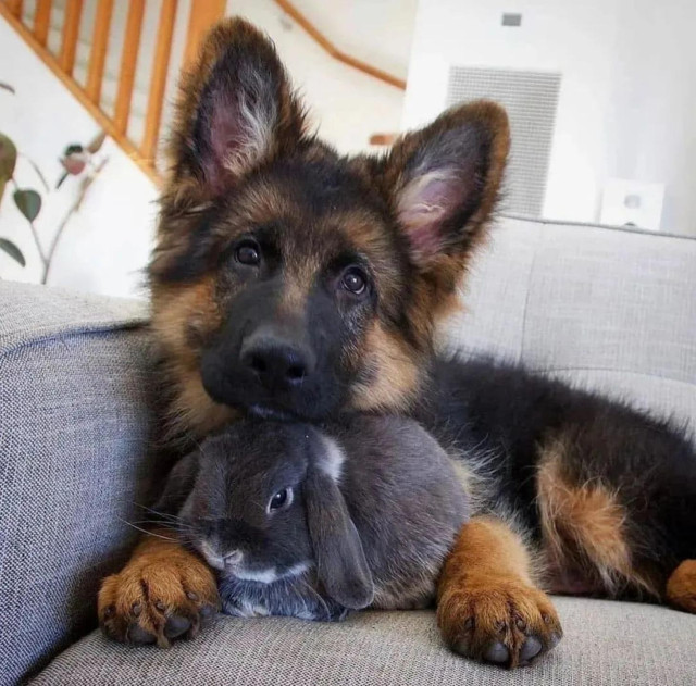 German shepherd puppy with a bunny