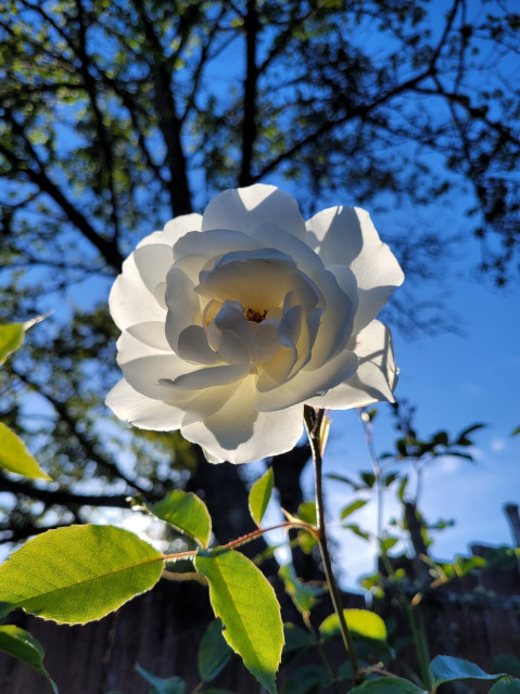 Sunset lit white rose in front of a backdrop of blue sky and green tree leaves.