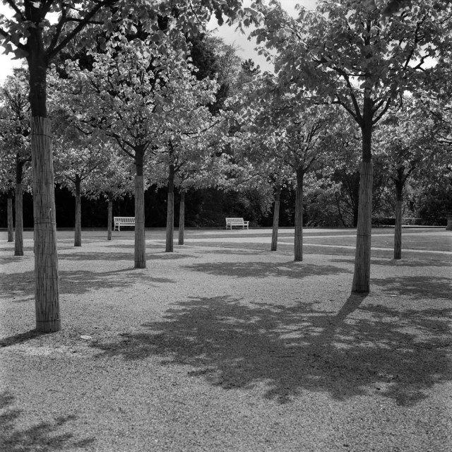 Das Foto zeigt junge Bäume die in Linien gepflanzt und in einem Winkel von 45 Grad fotografiert wurden. Am Ende sind 2 weisse Bänke zu sehen und dahinter grosse ältere Bäume. 
Die Kronen der jungen Bäume werfen Schatten auf den Boden. 
Das ist in schwarzweiss und auf analogem Film fotografiert.  