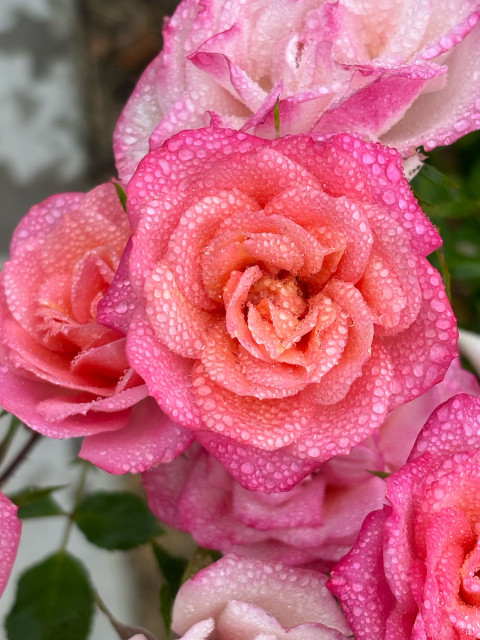 Close up of a pink rose covered in mist/dew 
