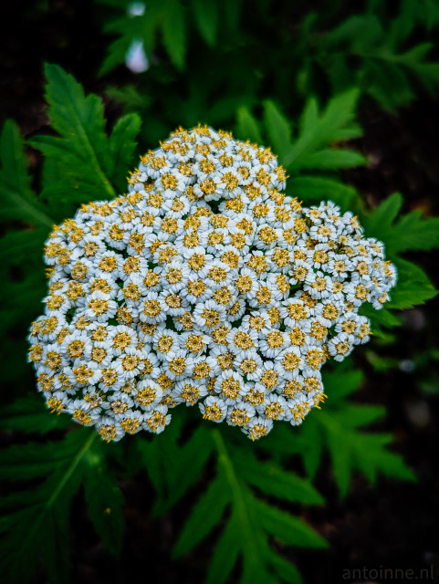 Achillea millefolium, commonly known as yarrow is a flowering plant with small whitish flowers.