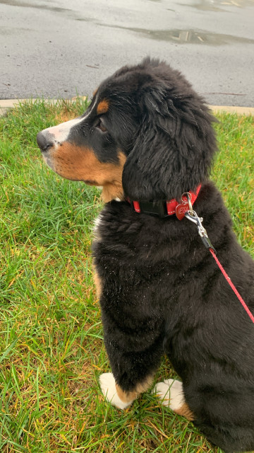 A Bernese Mountain Dog puppy sitting on a grassy area wearing a red collar and leash.