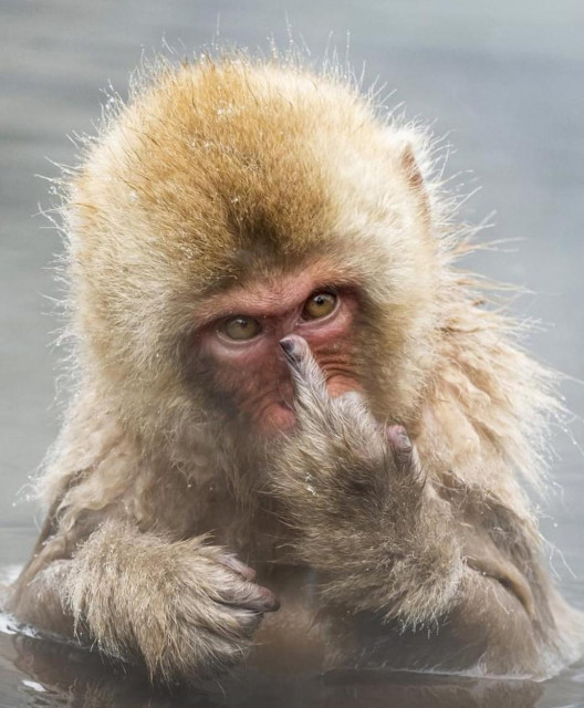 Photography. A color photo of a small monkey (Japanese macaque or snow monkey) looking at the camera and holding up its middle finger. The little monkey is sitting in water up to its belly and holding its finger between its eyes, which looks like it is giving the photographer the middle finger. A very funny photo for any occasion. 
Info: Jigokudani Yaen Kōen (Jigokudani Monkey Park) is a facility for observing wild monkeys on the Japanese main island of Honshū. The facility is known for the wild Japanese macaques (Makaka fuscata) that come from the mountains of Nagano in winter to bathe in the park's hot springs. (Wikipedia)