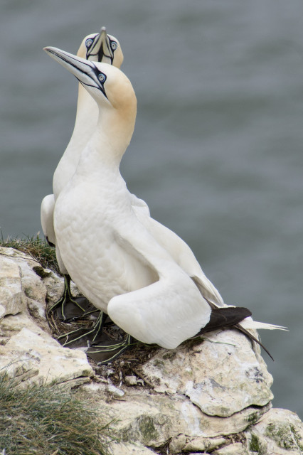 Two northern gannets standing on a rocky cliff near the water.