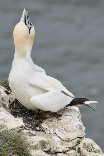 Two Northern Gannets perched on a rocky cliff edge with their heads raised toward the sky.
