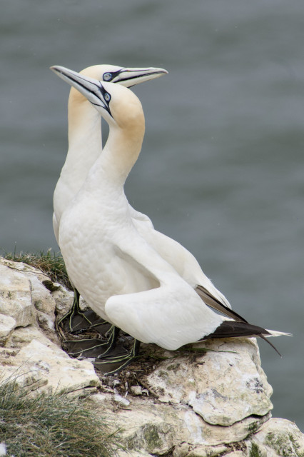 Two northern gannets standing close together on a rocky ledge.
