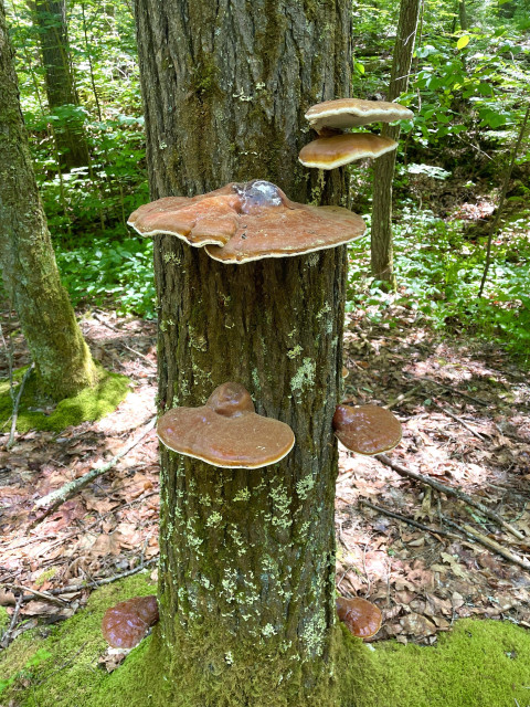 Seven large, flat shelf mushrooms growing out of a standing, dead hemlock. The largest is bigger than my outstretched hand. The tops of the mushrooms and where they attach to the tree are amber brown and they lighten as they get closer to the edge with yellow being the final color. At the base of the tree is a bright green carpet of moss. In the background are green shrubs, ground cover and larger trees.