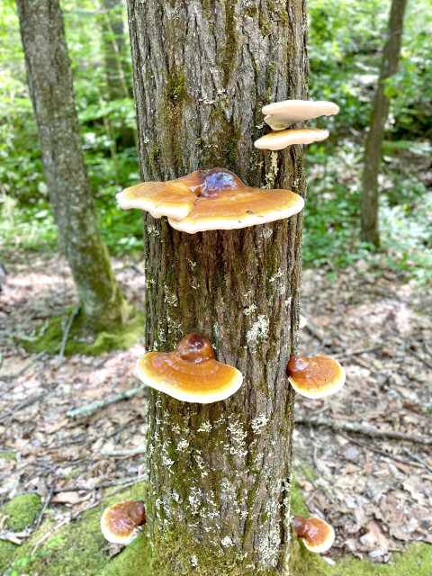 Same tree and mushrooms from the first photo but now it is 9 days later and the mushrooms have flattened and doubled in size. Less blubby and more plate like. The previous golden yellow has darkened to caramel brown and the white edges have yellowed. The bottoms are still white.