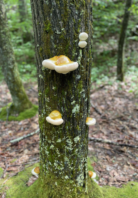 Closeup of the bottom 5 feet of a hemlock tree with 7 round to blubby polypore mushrooms fruiting out from the bark. The young, tender mushrooms are golden yellow on top and white on the edges and bottom. The tree is in the forest with moss as its base and other trees in the background. The bark of the tree is darkened with rain.