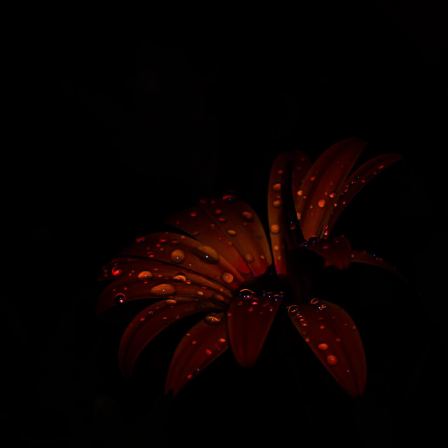 Motiv: Eine einzelne Blüte mit Wassertropfen auf den Blütenblättern. (Kapkörbchen)

Bildformat: Makrofotografie.

Genre: Naturfotografie.

Hintergrund: Schwarzer, leerer Hintergrund, der die Blüte hervorhebt.

Farben: Rote Blütenblätter mit durchscheinenden Wassertropfen.