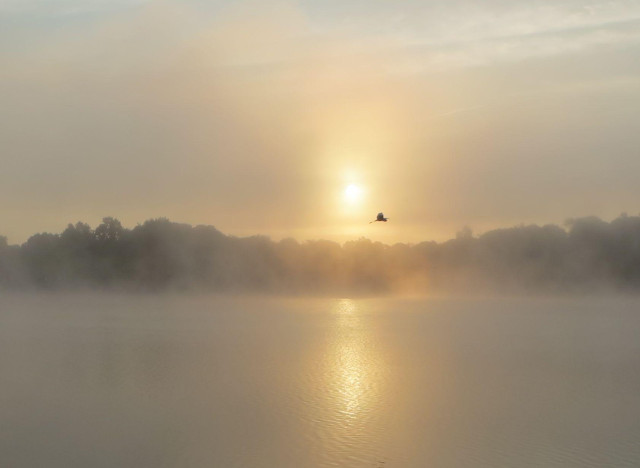 In this photograph a great blue heron flies across a golden early morning sky. A mist is rising from the lake in the foreground, the surface of which ripples from a steady breeze. The shore across the lake is tree lined and mostly in silhouette due to the mist. The sun is just beginning to break through.