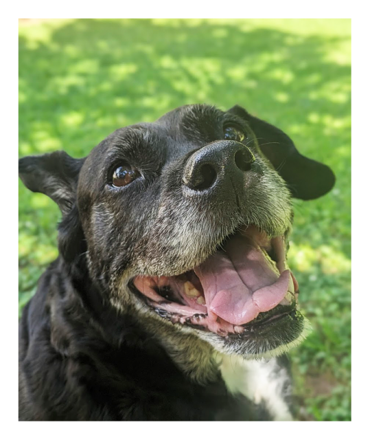 sunny afternoon. high-angle view in the shade of a tree. the head and shoulders of a black lab/pittie looking up, mouth open, tongue out, eyes smiling, one ear back. the background is sun-dappled grass.