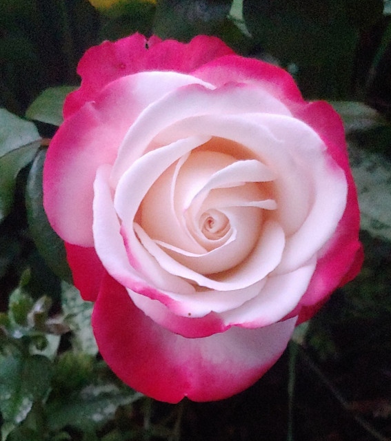 Rose with cream coloured inner petals and pink outer petals