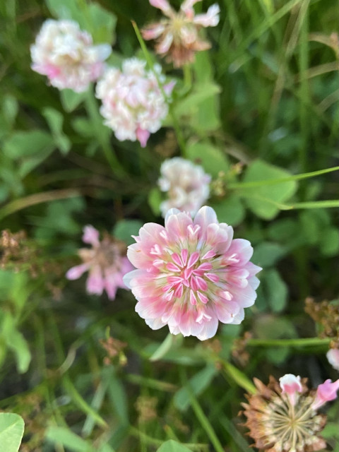Looking straight down at a clover flower. It has alternating concentric geometric patterns, starting in the center with bright pink outlined by white, then pale green, then medium pink, then very pale pink almost white at the edges. 