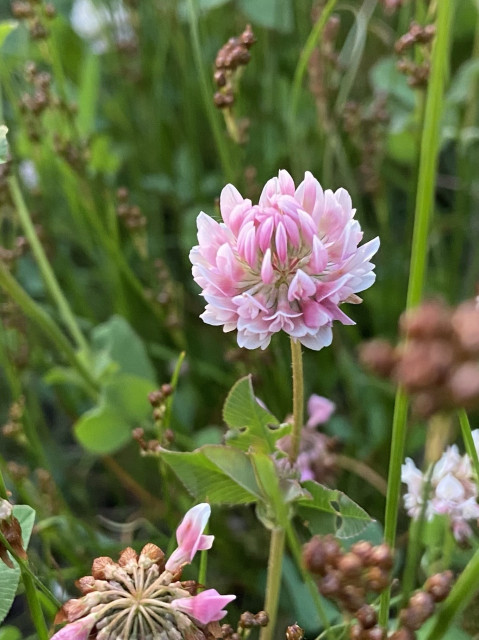 Looking at an alsike clover flower from the side. Here we see its similarity to red clover if you've ever looked closely. Rows and rows of tiny individual pink florets that look a bit like orchids. 