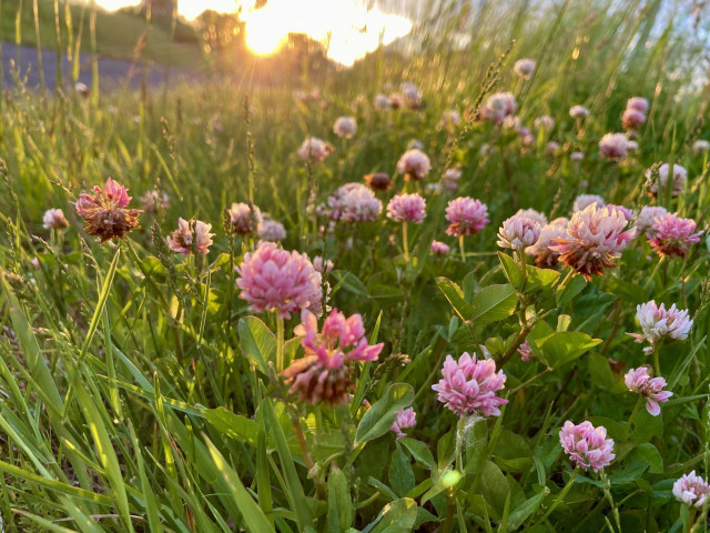 A field of alsike clover flowers. The sun is setting behind and the sky is glowing yellow. The flowers range from pale pink almost white, to Barbie pink, to deep burgundy. They are catching the last of the sunlight, and stand out against the greenery. 