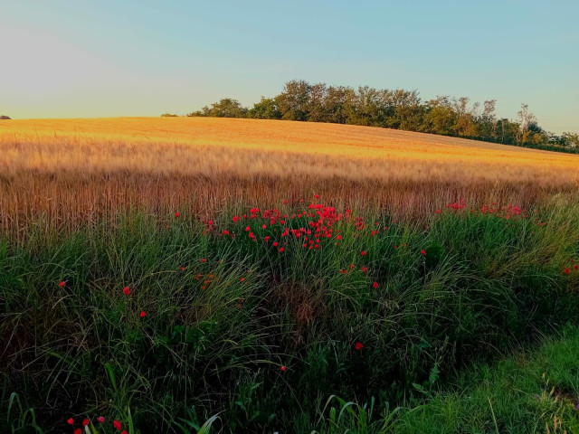 Green grass and red poppies divide the corn field from the vineyard. A forest of oak trees can be spotted far beyond the field.