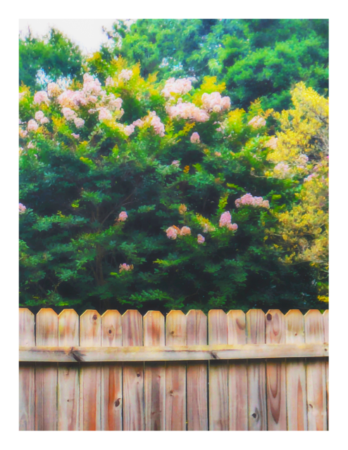 daytime. edit. flowering tress with a wood plank fence in the foreground.
