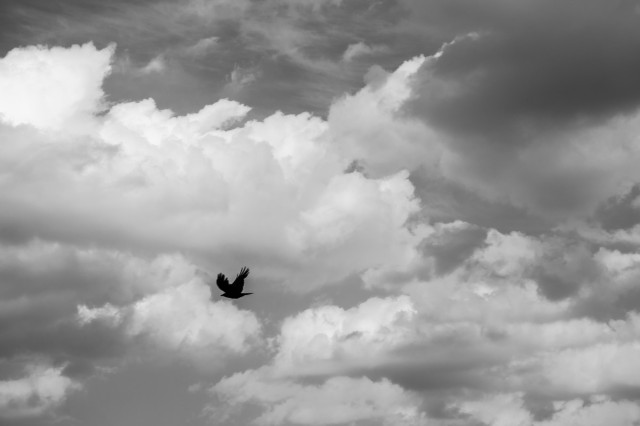 A bird flying through clouds. Not Private Cloud though.