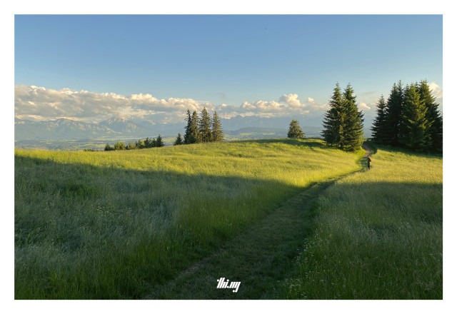 A path is leading through a wild mountain meadow with lots of flowers towards a group of spruces in the not too far distance. Yellow evening light is illuminating a section of the meadow, creating a glow and hard contrast with the shadowy area in the foreground. In the far back, the western flank of the Ammergauer Alps, incl. foot hills and region around Füssen. A layer of clouds is hovering close above the mountains, above that serene clear blue sky.