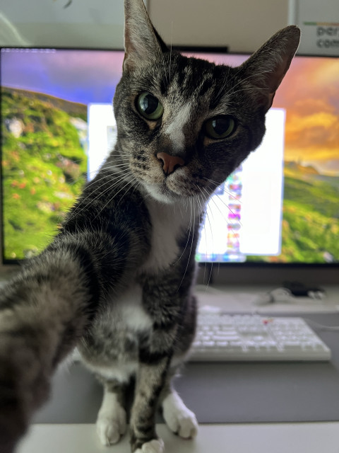 A cat standing in front of a computer monitor, with its paw reaching towards the camera.