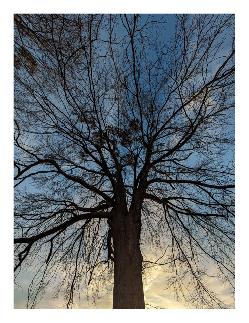 winter sunset behind a large, leafless oak in silhouette.