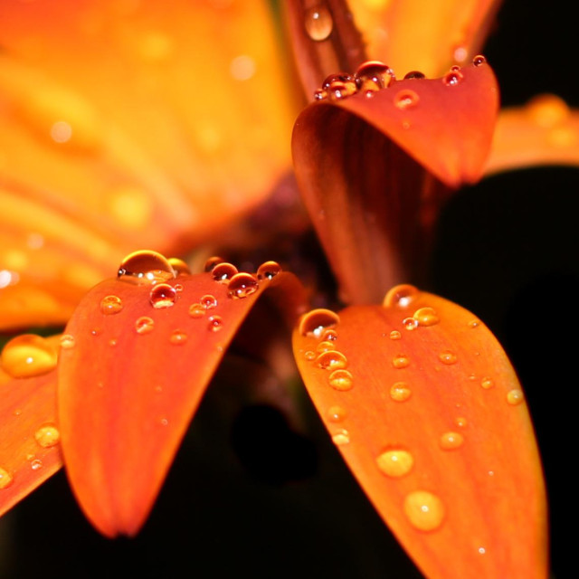 Motiv: Wassertropfen auf orangen Blütenblättern (Kapkörbchen)

Bildformat: Nahaufnahme

Genre: Makrofotografie

Hintergrund: Dunkler Hintergrund

Farben: Orange, schwarz
