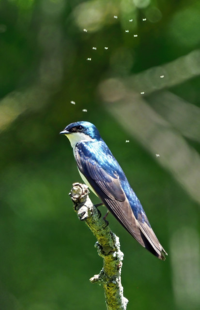 A blue and white iridescent tree swallow perches on a branch near its nesting box. In the background, gnats are flying around.
