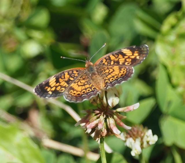 A tiny orange and brown pearl crescent butterfly spreads its wings in the sun as it rests on a white clover blossom. From wingtip to wingtip, it's about 1.25 inches (3.2 cm). 