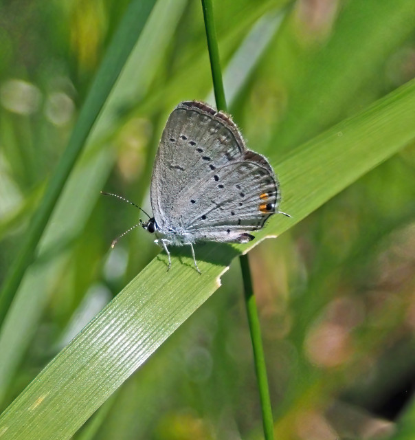 This tiny butterfly with an underside of gray with dark dots and a few orange dots is a short tailed blue butterfly.  The other side of its wings is a lovely blue. It is small, with a wingspan of less than 1 inch (2.5 cm)