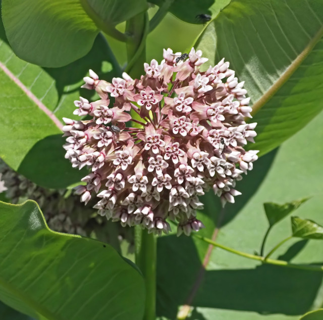 The common milkweed is blossoming. There is a ball of flowers that are pink with a darker red center. They have a pleasant scent. There are some insects on the flowers, but the only one I think I can identify is at 12 o'clock on the cluster of flowers. It is a small bee, which I think is a bellflower resin bee. 