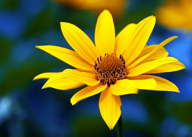 Makroaufnahme der Topinambur Blüte vor unscharfem Hintergrund freigestellt