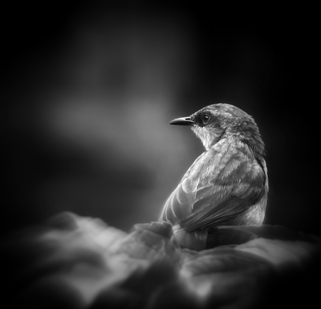 A dreamy soft focus black and white photo of a very tiny little flycatcher bird sitting on a leaf with his back to me looking to the left as photographed very deep in the Bwindi National Forest, Uganda.