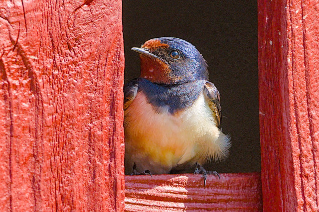 A Barn Swallow sitting, framed by a brown-red wooden frame, the interior of the barn is in darkness, but sunlight falls on the head bringing out the blue sheen. 