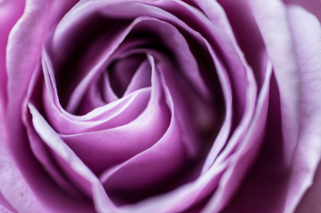 Nahaufnahme der Blüten einer rosafarbenen Rose.

Close-up of the blossoms of a pink rose.