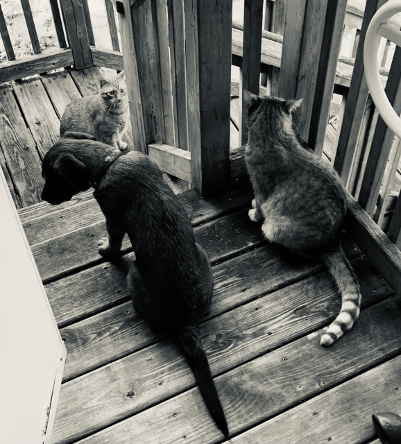 Photo of a puppy and two cats on a wooden deck, all looking in different directions. Photo is black and white, high contrast, with a slight blueish tint 