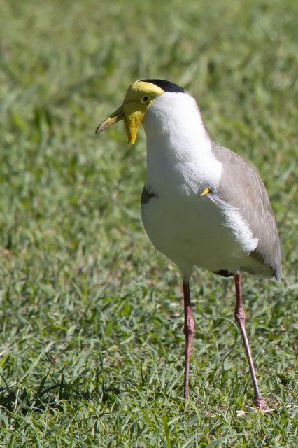Plover (Vanellus miles), also known as  Masked Lapwing and Spur-winged Plover. The photo shows the spur on its wing.