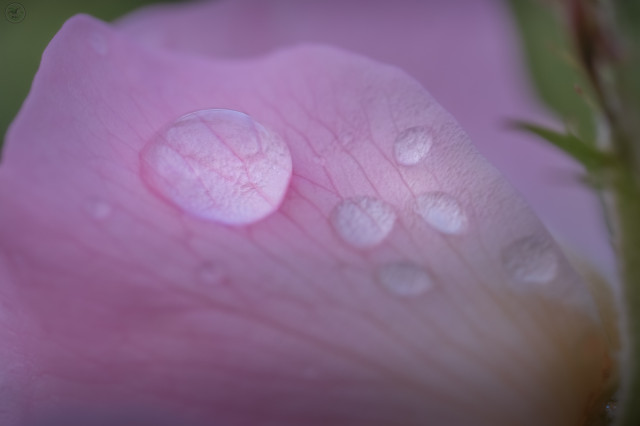 Rain drops on pink petals magnifying the veins in the petals