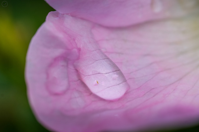 Rain drops on pink petals magnifying the veins in the petals
